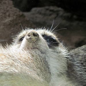 Discovery Barn-Meerkat