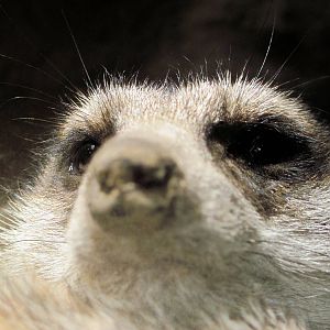 Discovery Barn-Meerkat