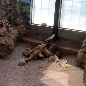 Discovery Barn-Meerkats