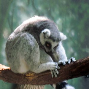 Discovery Barn-Ring-tailed Lemur