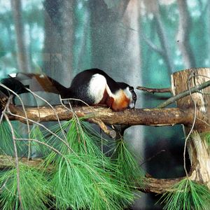 Discovery Barn-Prevost's Squirrel