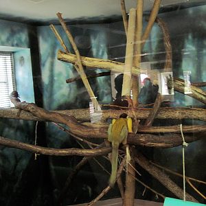 Discovery Barn-Squirrel Monkey