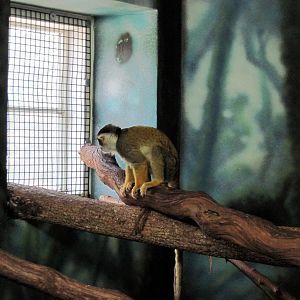 Discovery Barn-Squirrel Monkey