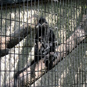 Tiger Trail-Francois Langur