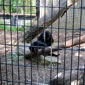Tiger Trail-Francois Langur