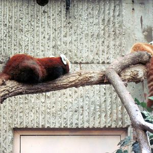 Tiger Trail-Red Pandas