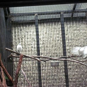 Tiger Trail-Bali Mynahs