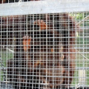Tiger Trail-Bornean Orangutans