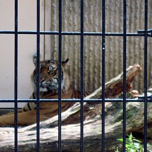 Tiger Trail-Sumatran Tiger