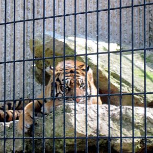 Tiger Trail-Sumatran Tiger