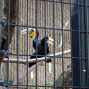 Tiger Trail-Wreathed Hornbills