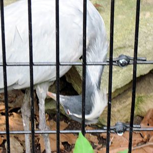 Tiger Trail-Demoiselle Crane
