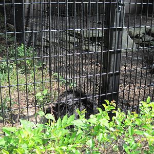 Tiger Trail-Binturong