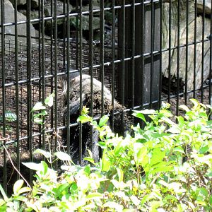 Tiger Trail-Binturong