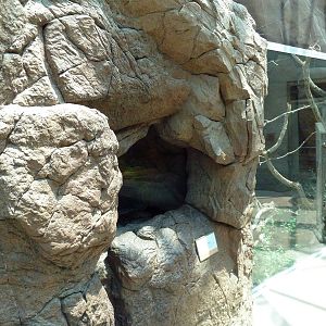 Sonora Desert Building - Gopher Snake Exhibit