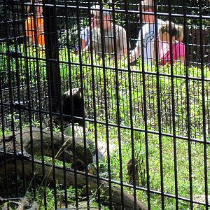 Tiger Trail-Binturong