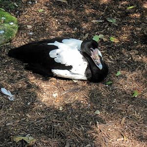 Australia-Magpie Goose