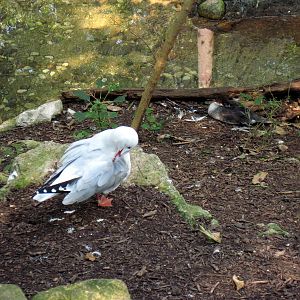 Australia-Silver Gull