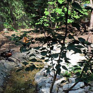 Australia-Plumed Whistling Duck