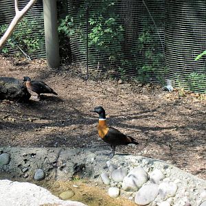 Australia-Australian Shelduck