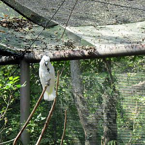 Australia-Sulfur-crested Cockatoo