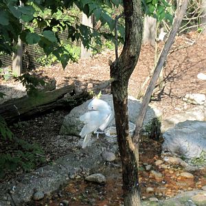 Australia-Sulfur-crested Cockatoo