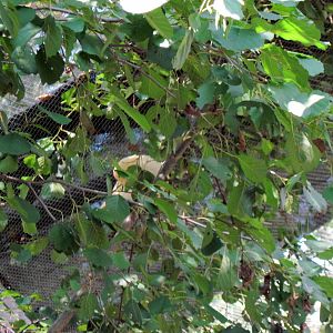 Australia-Pied Imperial Pigeon