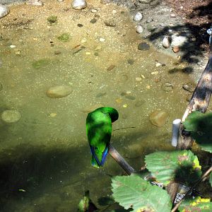 Australia-Eclectus Parrot