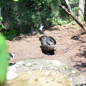 Australia-Black Swan