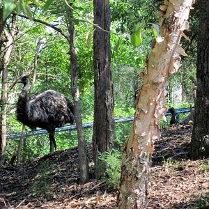 Australia-Emus