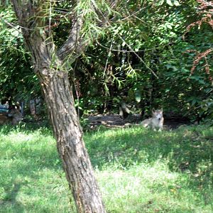 Australia-New Guinea Singing Dogs