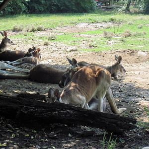 Australia-Red Kangaroos