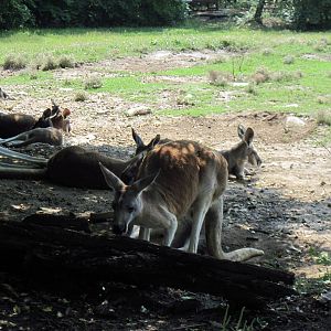 Australia-Red Kangaroos