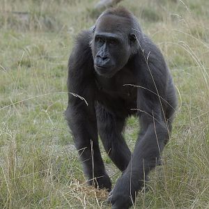 Mjukuu - pregnant lowland gorilla