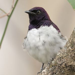 Violet-backed starling