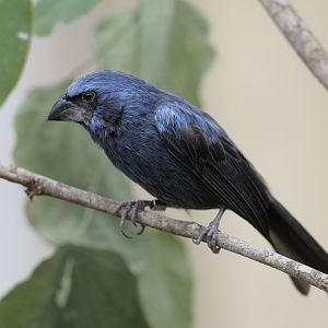 Ultramarine grosbeak