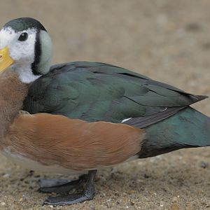 African pygmy goose