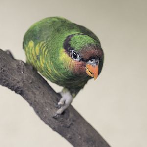 Mount Apo lorikeet