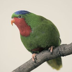 Blue-crowned lory