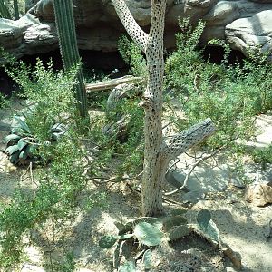 Sonora Desert Building - Desert Iguana/Blue Spiny Lizard/Crevice Lizard Exh