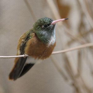 Emerald hummingbird