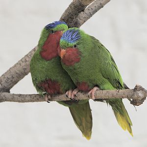Blue-crowned lories