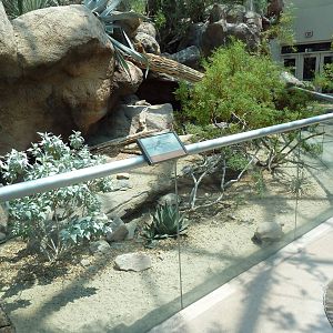 Sonora Desert Building - Collared Lizard Exhibit