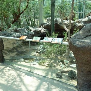 Sonora Desert Building - Desert Iguana/Blue Spiny Lizard/Crevice Lizard Exh