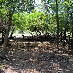 Australia-Red Kangaroo Exhibit