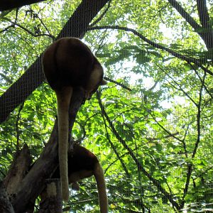 Australia-Tree Kangaroos