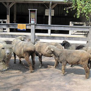 Australia-Merino Sheep