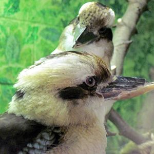 Australia-Laughing Kookaburras