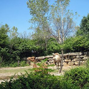 Australia-Dromedary Camels