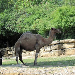 Australia-Dromedary Camels